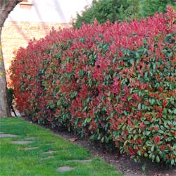 Photinia fraseri 'Red Robin' / Photinia fraseri Red Robin